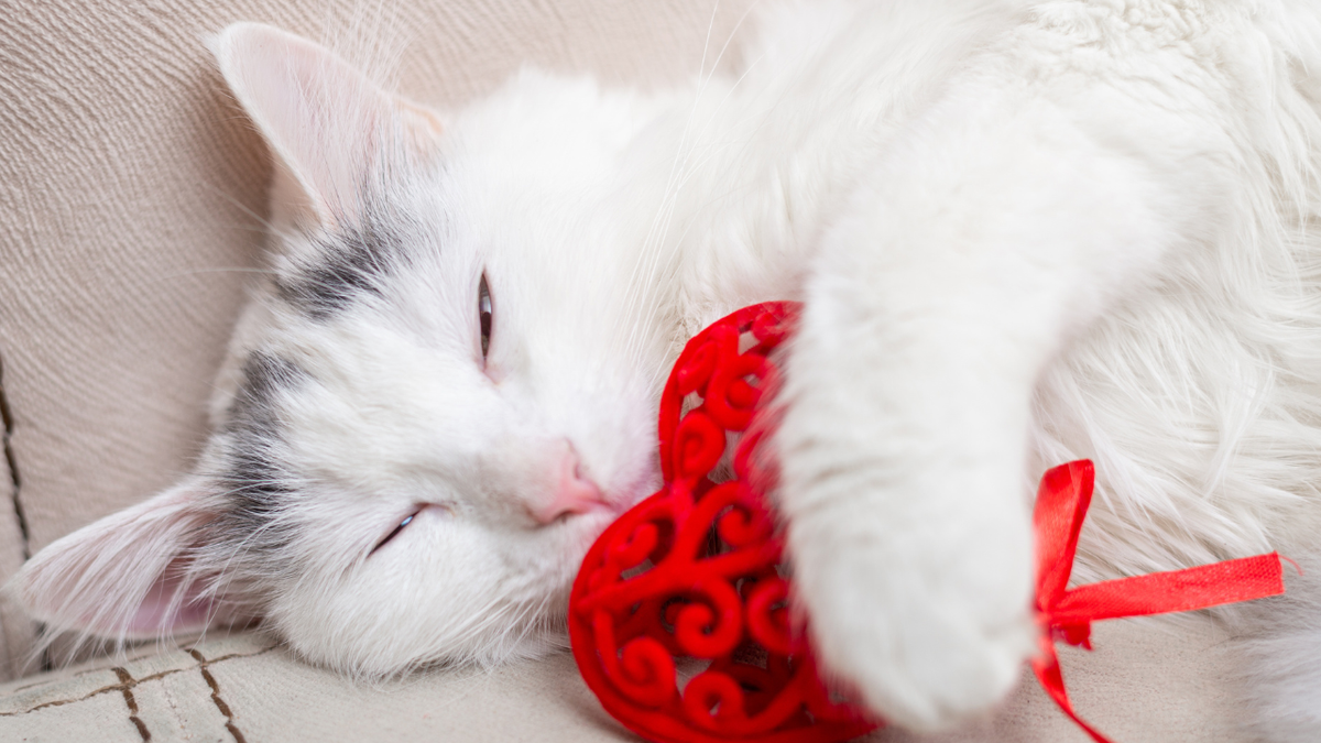 猫に好かれる人は何が違う?猫が安心できる3つの接し方