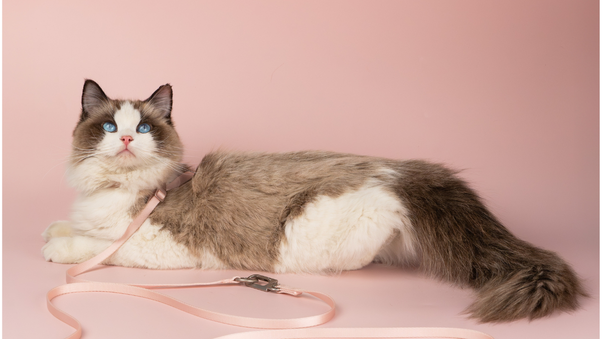 猫用ハーネスが完全室内飼いでも必要な2つの理由