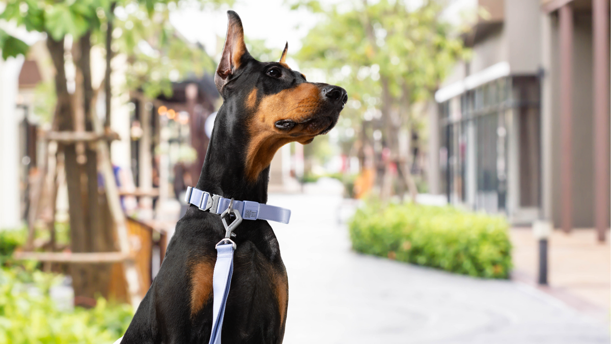 犬の首輪はどう選ぶ？首輪を選ぶ4つのポイント