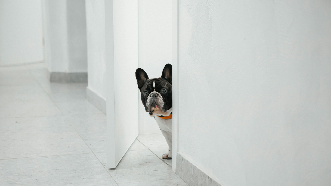週末3分でできる！愛犬と避難練習をしてみよう