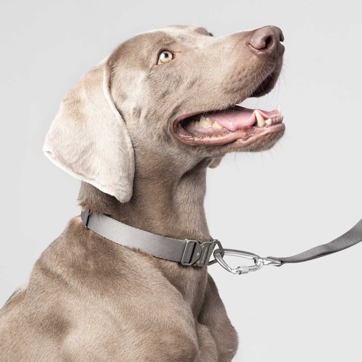 【最高級合金使用】ワンタッチ着脱首輪 ｜犬用