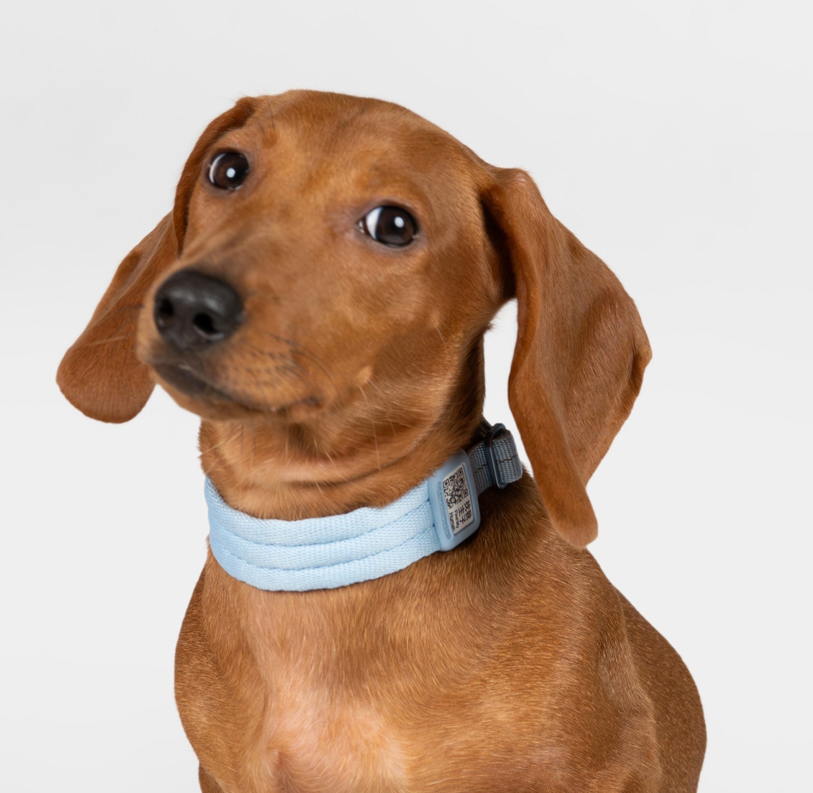 締付け軽減 犬用ソフトフィール首輪