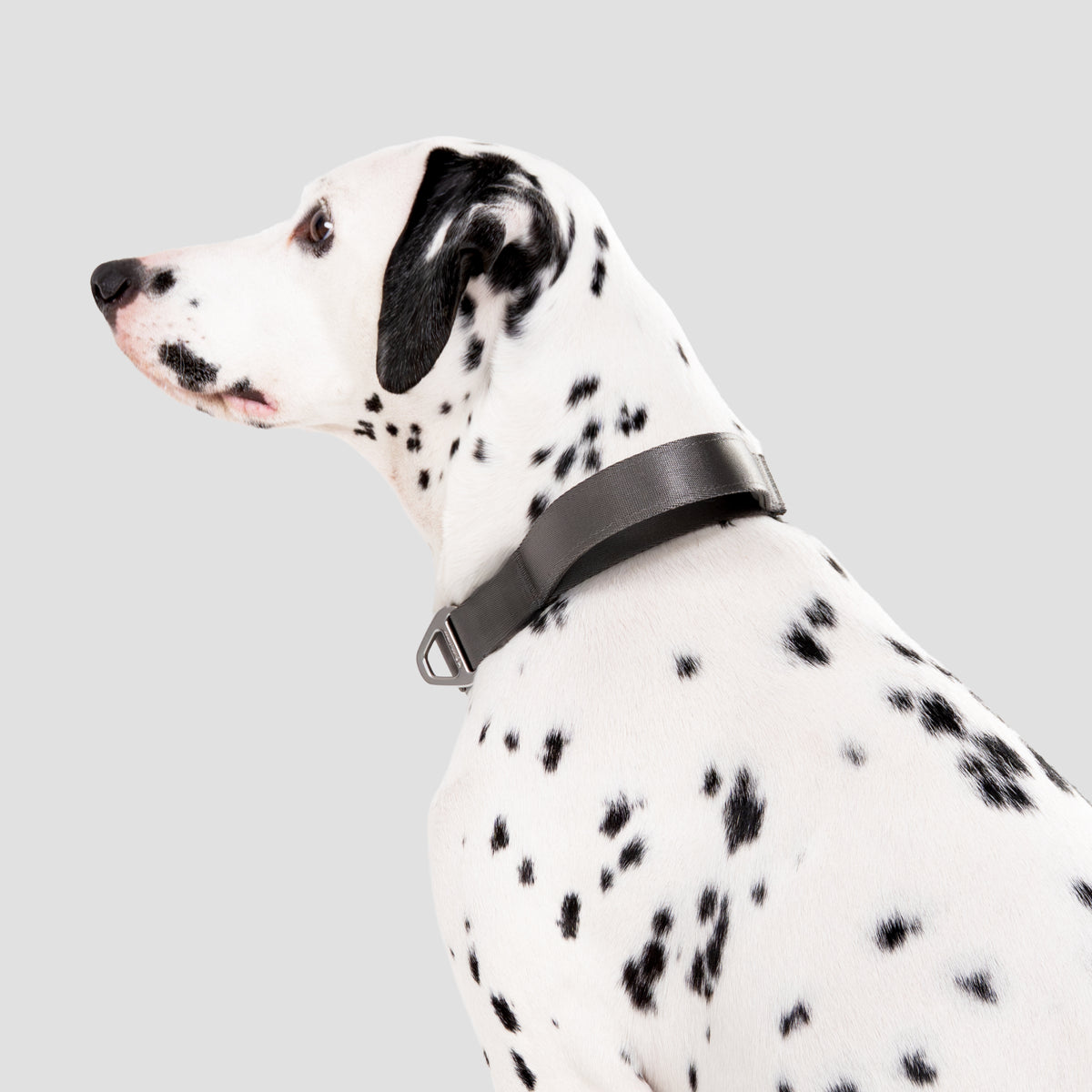 ワンタッチ着脱首輪（ハンドル付） ｜犬用