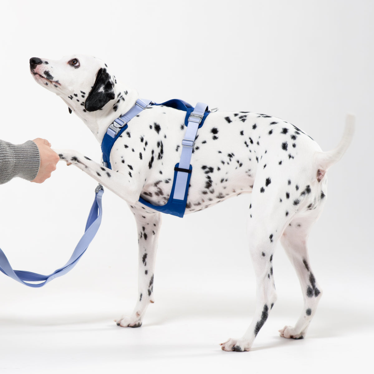 【最高級合金使用】ボディストレス軽減ハーネス ｜犬用