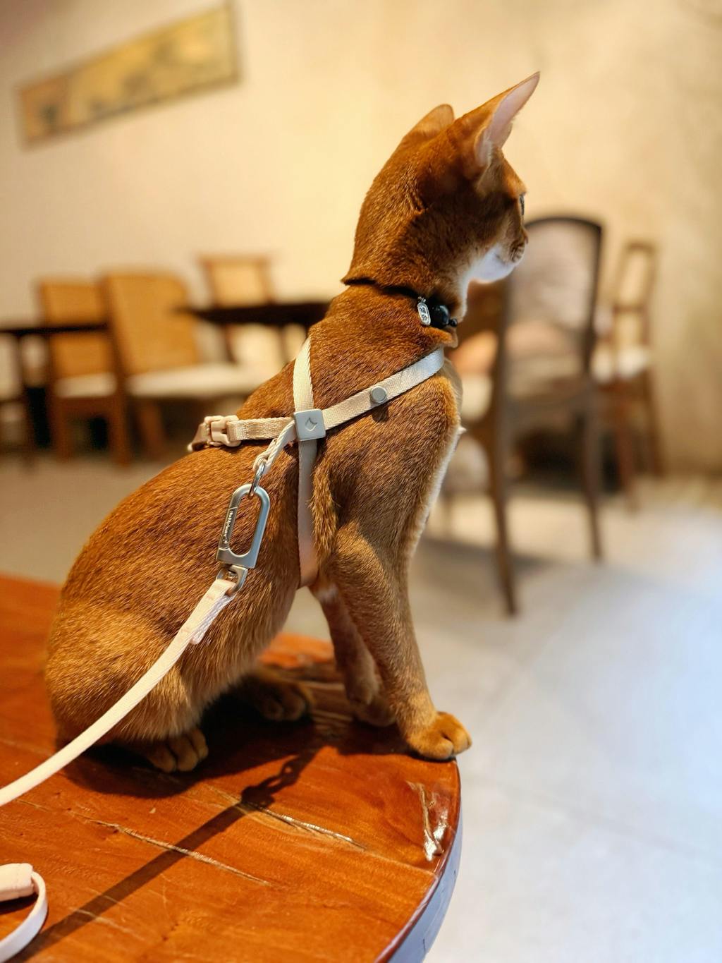 すり抜け防止 オールインワン 猫用ハーネス＆リード