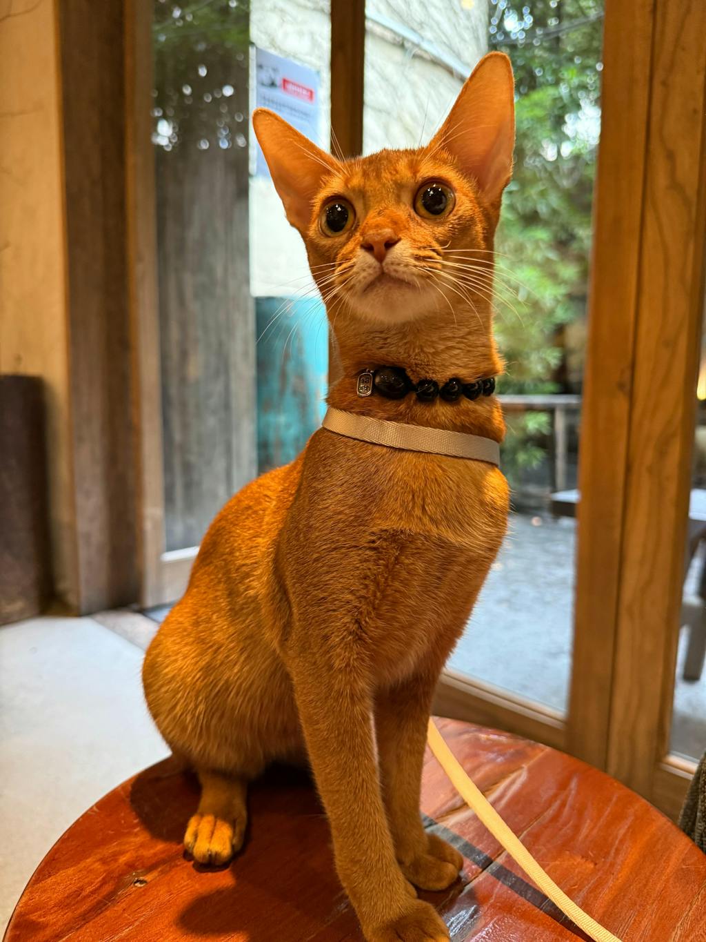 すり抜け防止 オールインワン 猫用ハーネス＆リード
