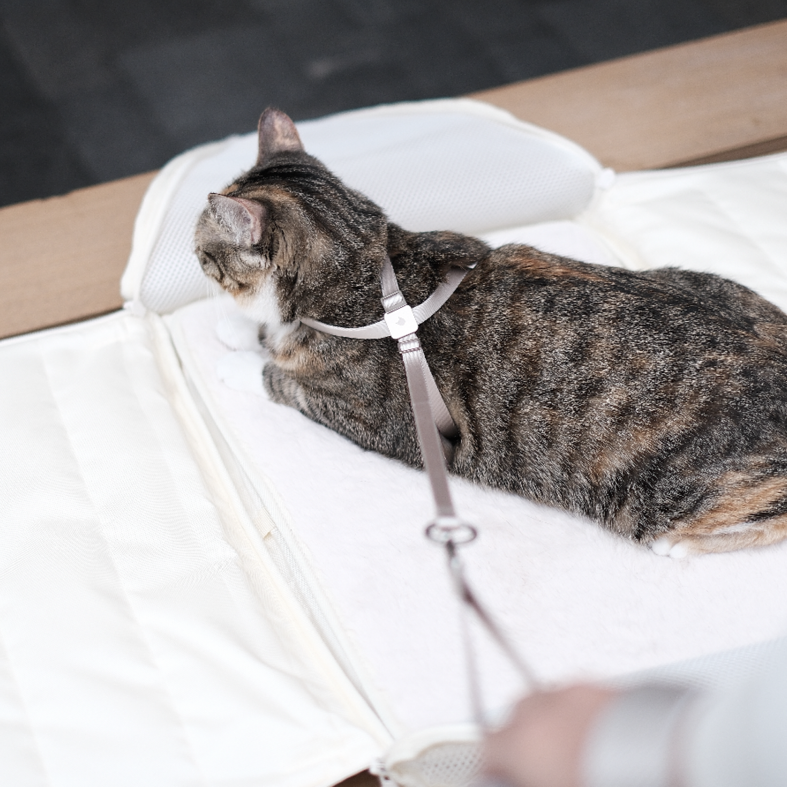 すり抜け防止 8字型 猫用ハーネス