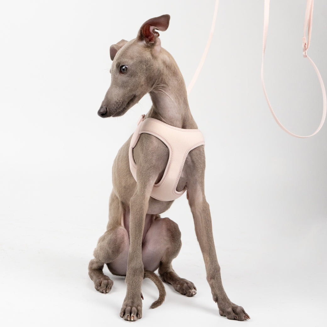 伸縮機能付き 犬用コンフォートハーネス