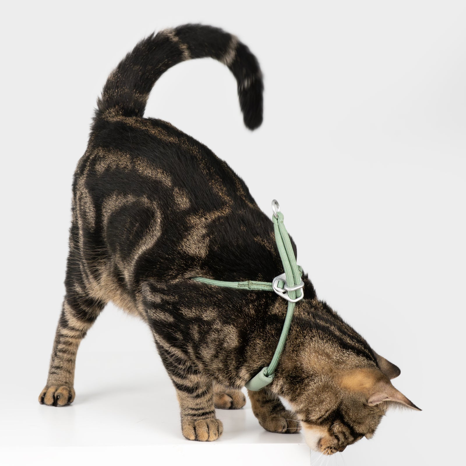 すり抜け防止 猫用ハーネス Y型バックル