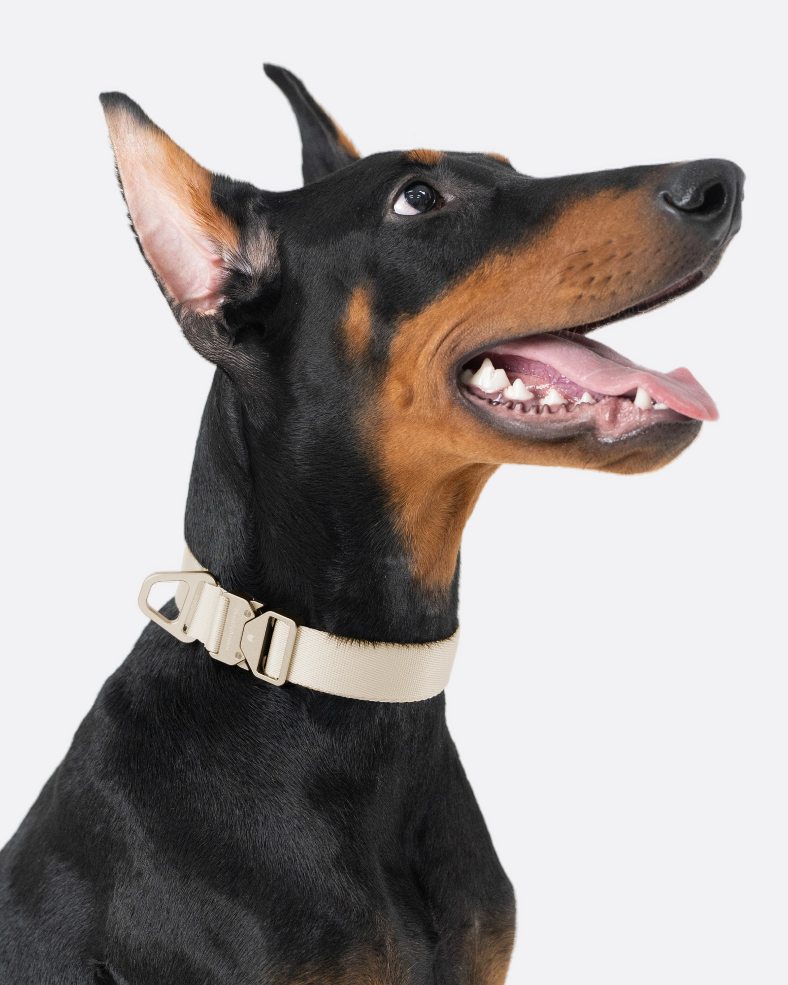 軽量合金 犬用首輪
