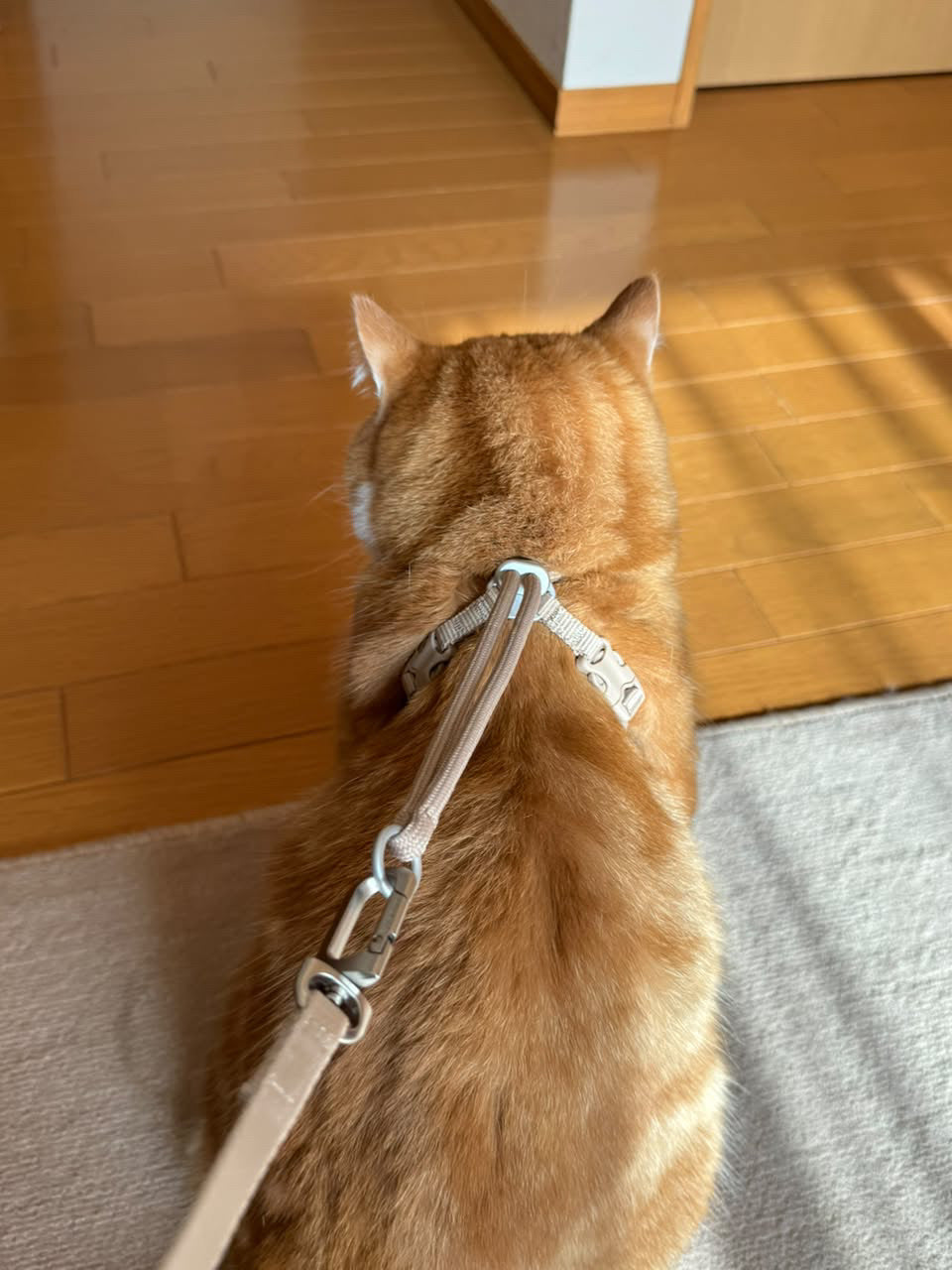 室内で猫用Y型ハーネスの背面の紐と金具が見える使用写真