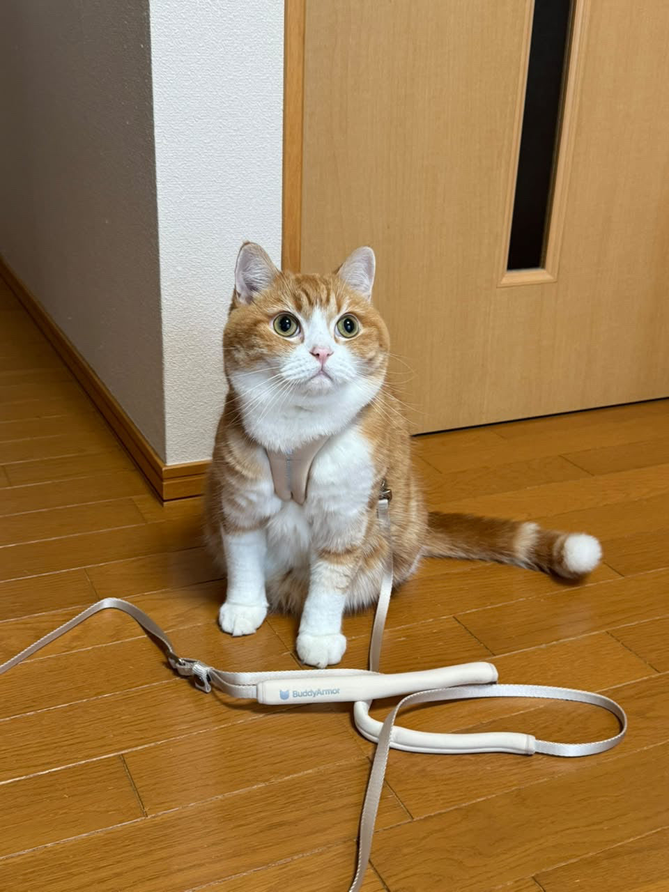 アース色の猫用Y型ハーネスを着け、室内で座る猫の使用写真