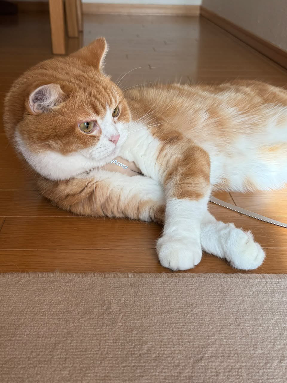 アース色の猫用Y型ハーネスを着けて室内で横になっている猫の使用写真