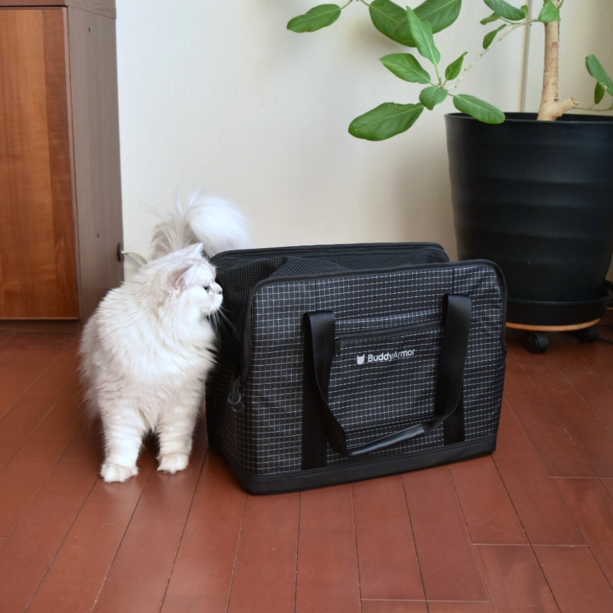 室内でミッドナイトブラックのBuddyArmorキャリーバッグと並ぶ猫の写真