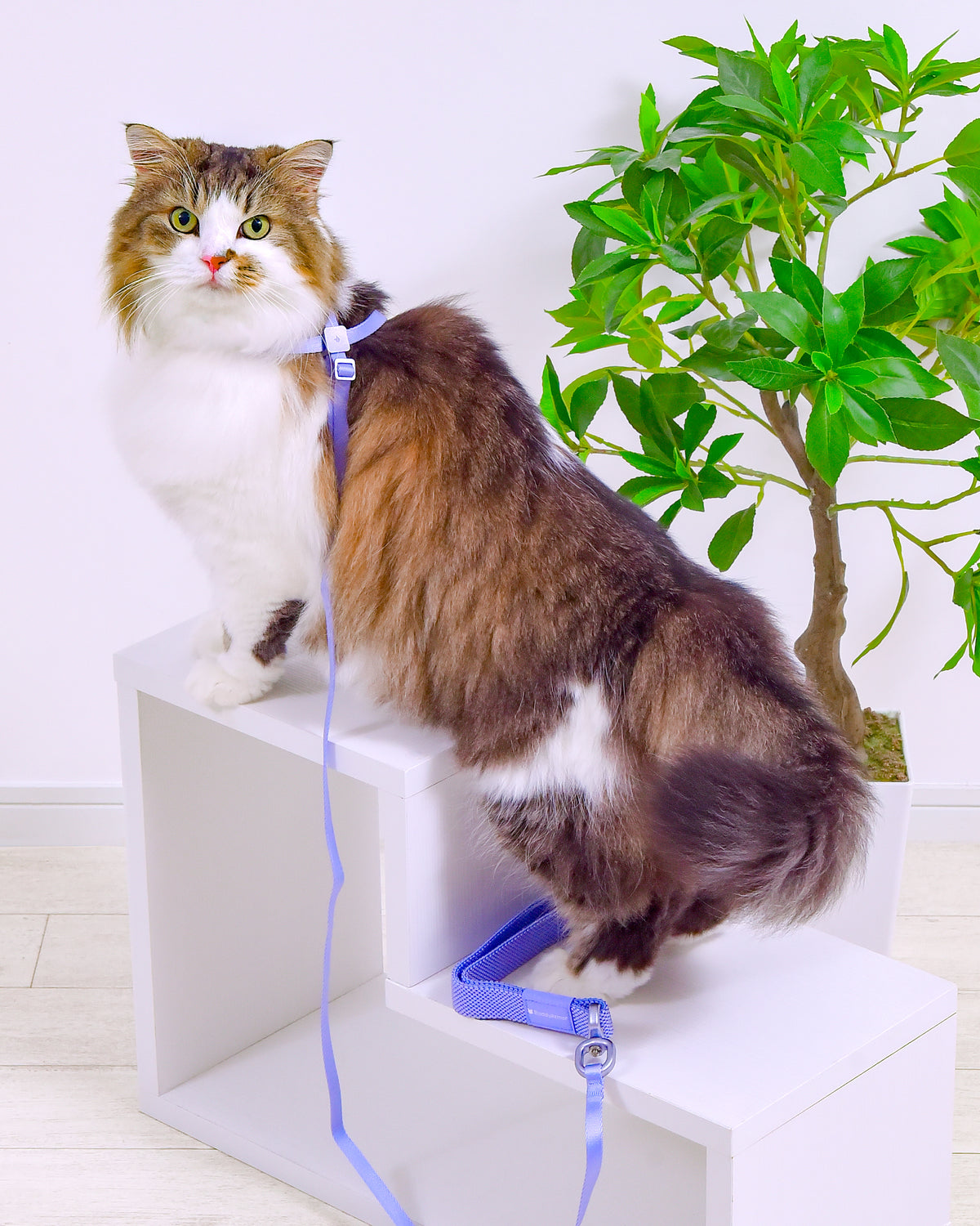 室内でアーマーブルーの8字型ハーネス＆リードを着用する猫