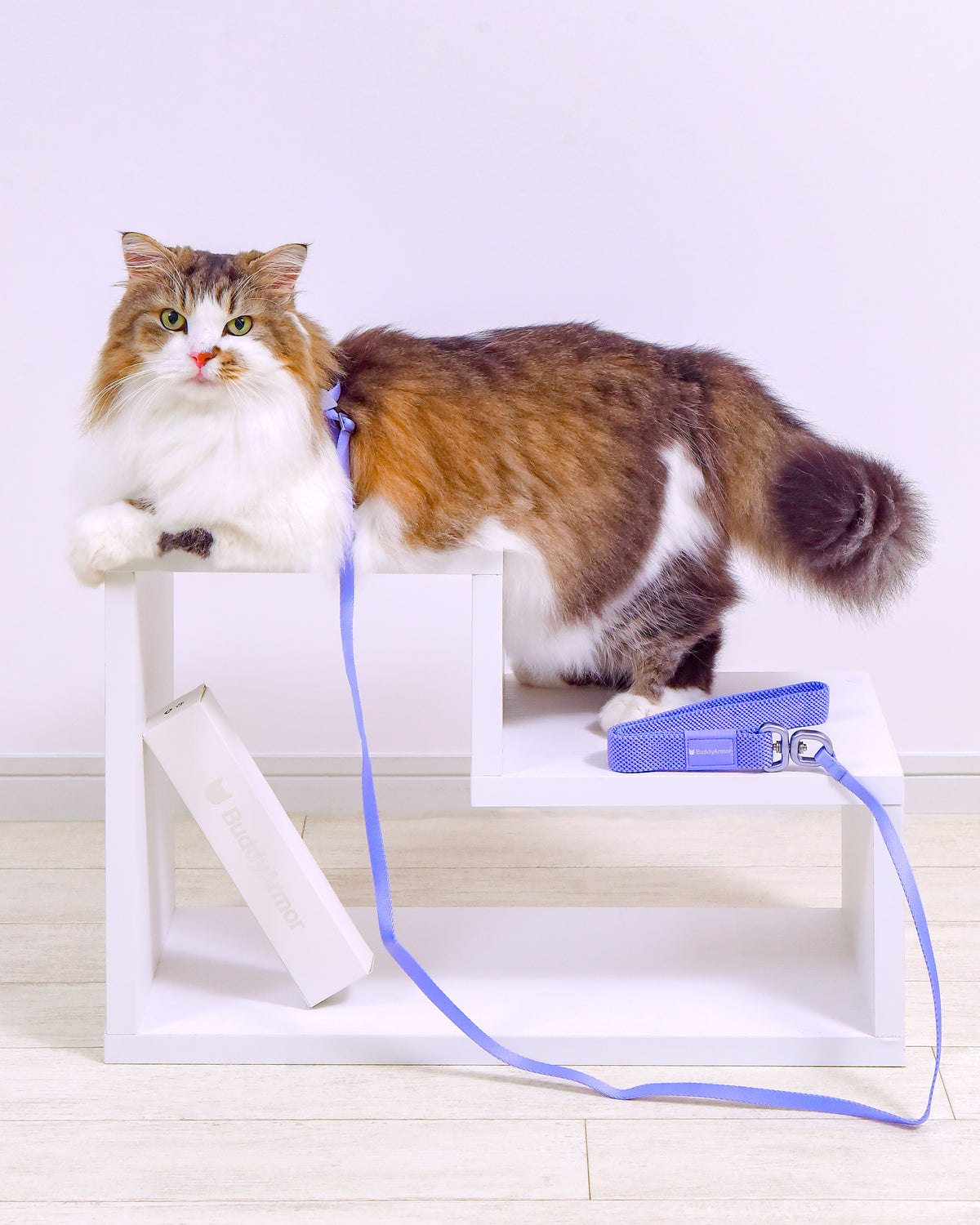 室内でアーマーブルーの8字型ハーネス＆リードを着用した猫の姿