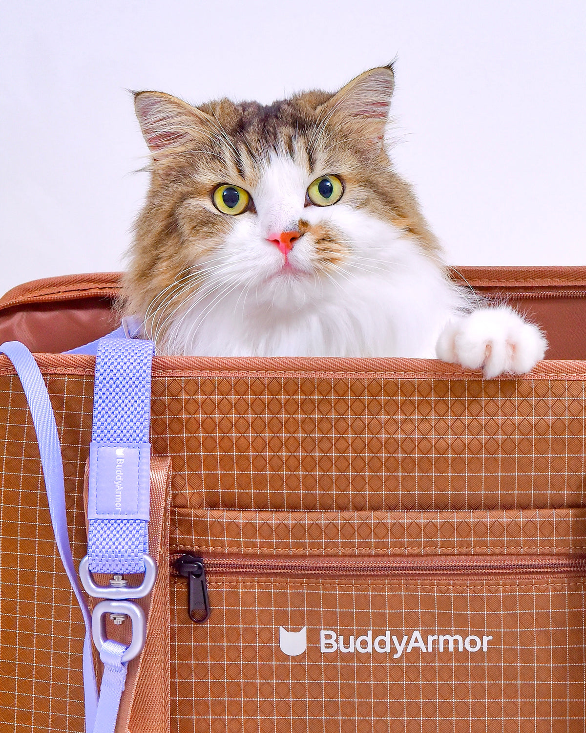 ココアブラウンのキャリーバッグのメッシュから顔を見せる猫
